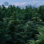 fields of hemp flowers on farm