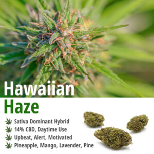 cultivar chronicles hawaiian haze glamor shot