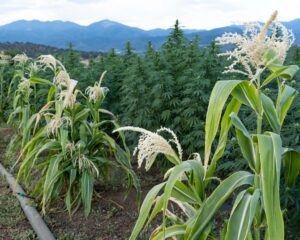 corn planted in a row next to hemp