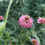 zinnia and corn planted with flowering hemp