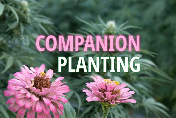 zinnia companion planting with hemp