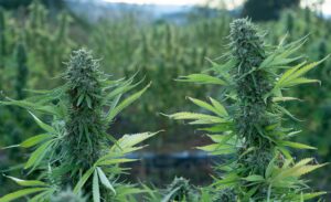 What Is the Difference Between Cbd Cbg and Cbn