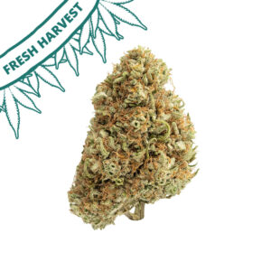 cbg white cbg flower hand trimmed big bud new