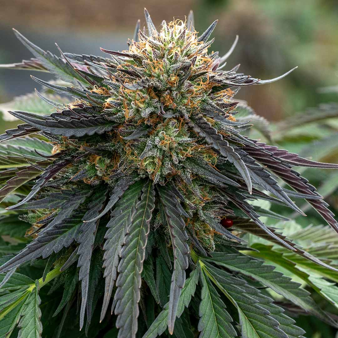 Lemon Octane | CBD Flower - Fern Valley Farms