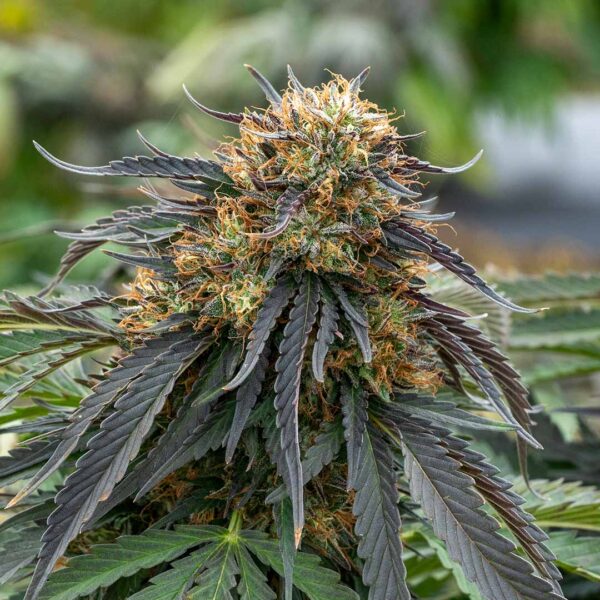 Lemon Octane | CBD Flower