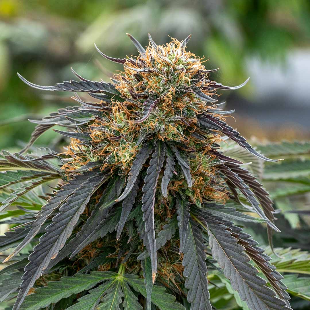 hemp flower for quitting tobacco Redwood Reserves Herbal Aid to Quit Smoking, & Nicotine-Free Herbal Smokes, Naturally Grown & Farmer-Owned, Pure Flower, Menthol Flavor, Pack of 1 in Kenya Carolina Dream CBD Flower |