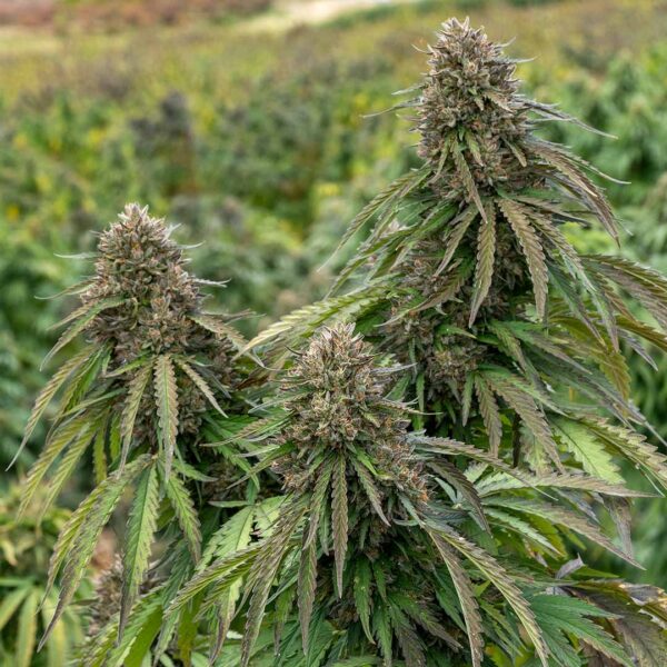 Lemon Octane | CBD Flower - Fern Valley Farms