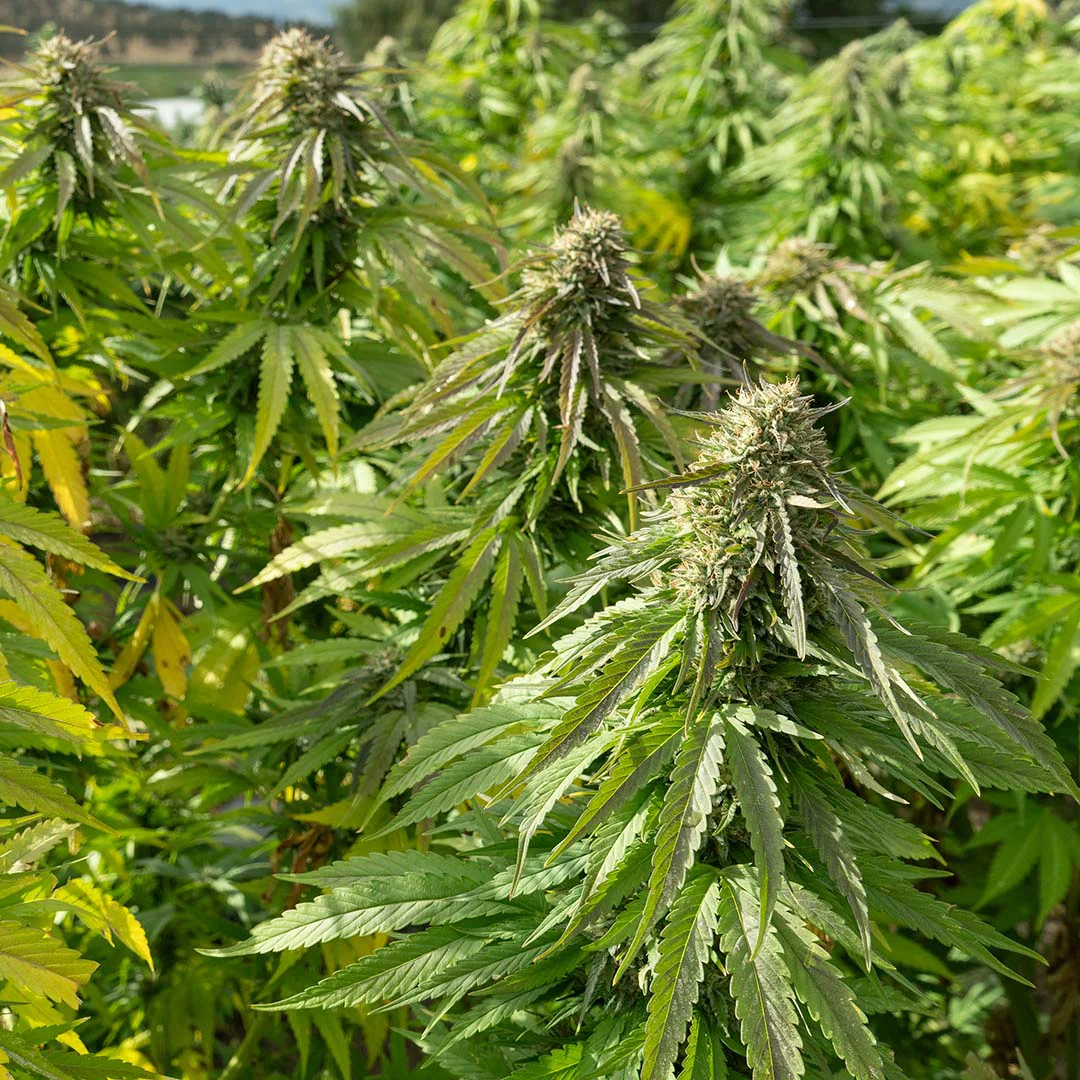 lemon octane cbd flower fresh growing buds