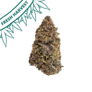 orange fritter hand trimmed cbd flower big bud new