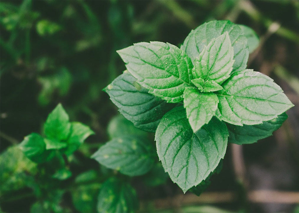 terpene ocimene