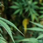 hemp leaves