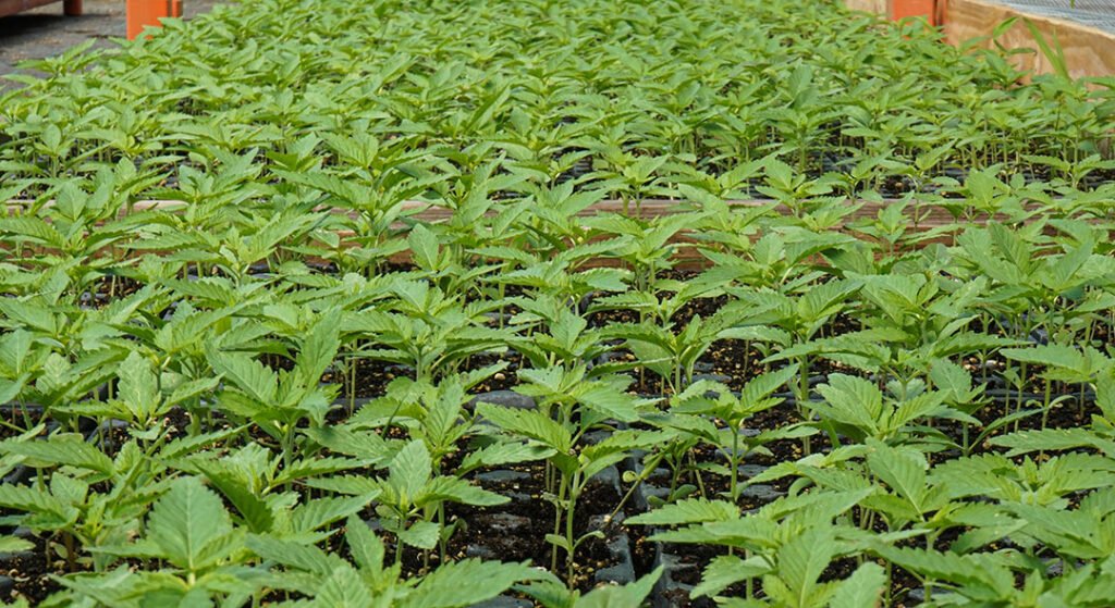 cbd hemp seedlings by the thousands in the greenhouse