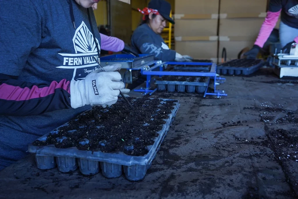 workers sowing seeds at fern valley farms