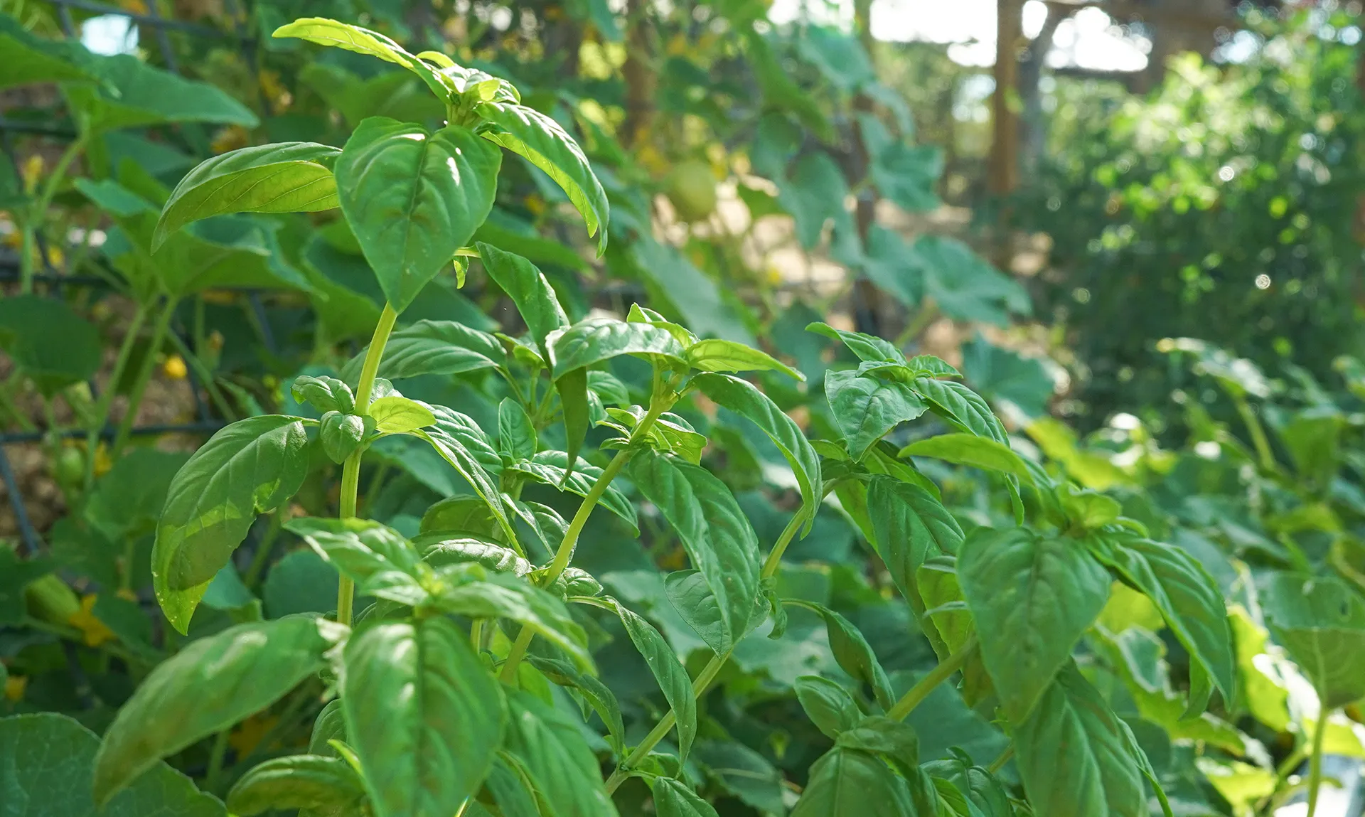 basil in the garden - terpene talks humulene