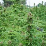 pink pineapple - a cultivar to expect for our 2023 harvest