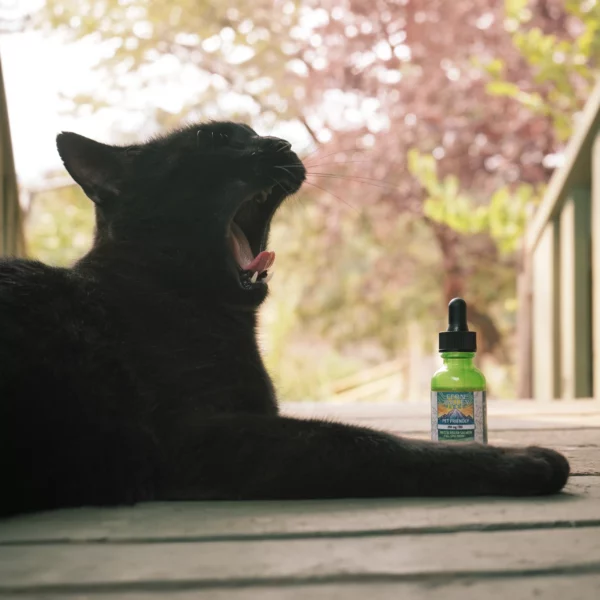 cbd oil for pets, 250mg cbd oil for cats