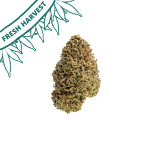 critical berries cbd flower hand trimmed outdoor grown fresh harvest