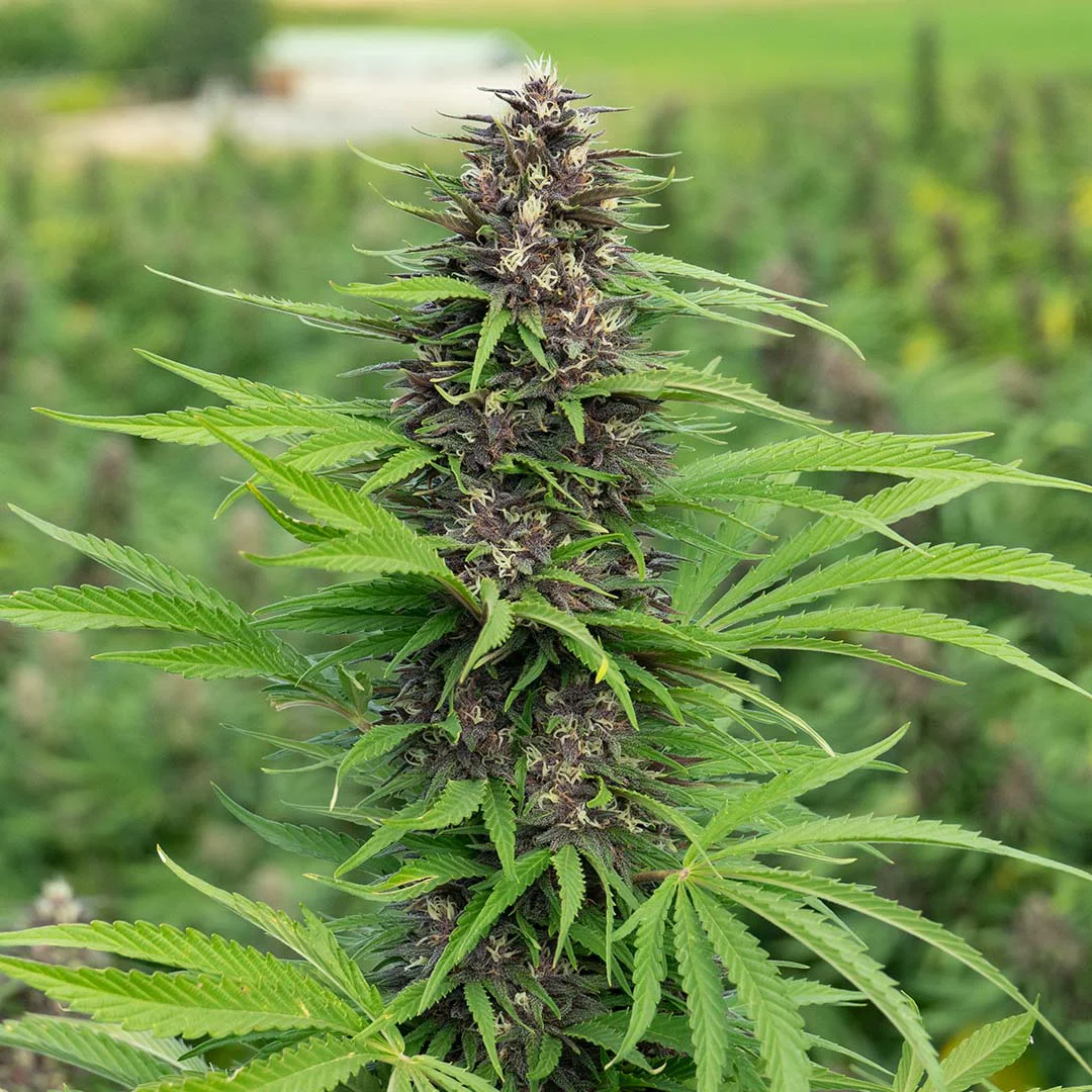 水蓮の花びら FtV From the Vault foil Legendary Platinum OG | Delta 8 Flower - Fern Valley Farms