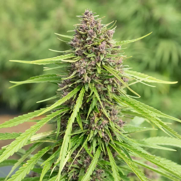 Pink Pineapple | Delta 8 Flower - Fern Valley Farms