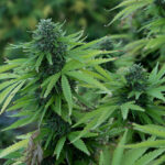 CBDA vs CBD blog post