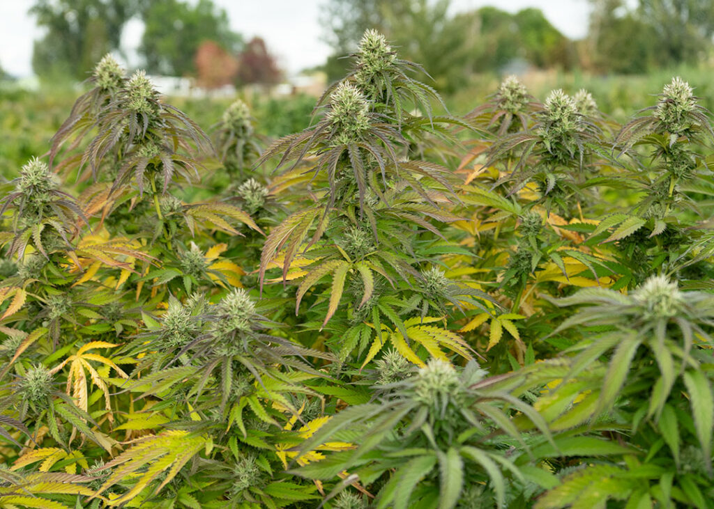 bubba kush cbd hemp flower fresh in field