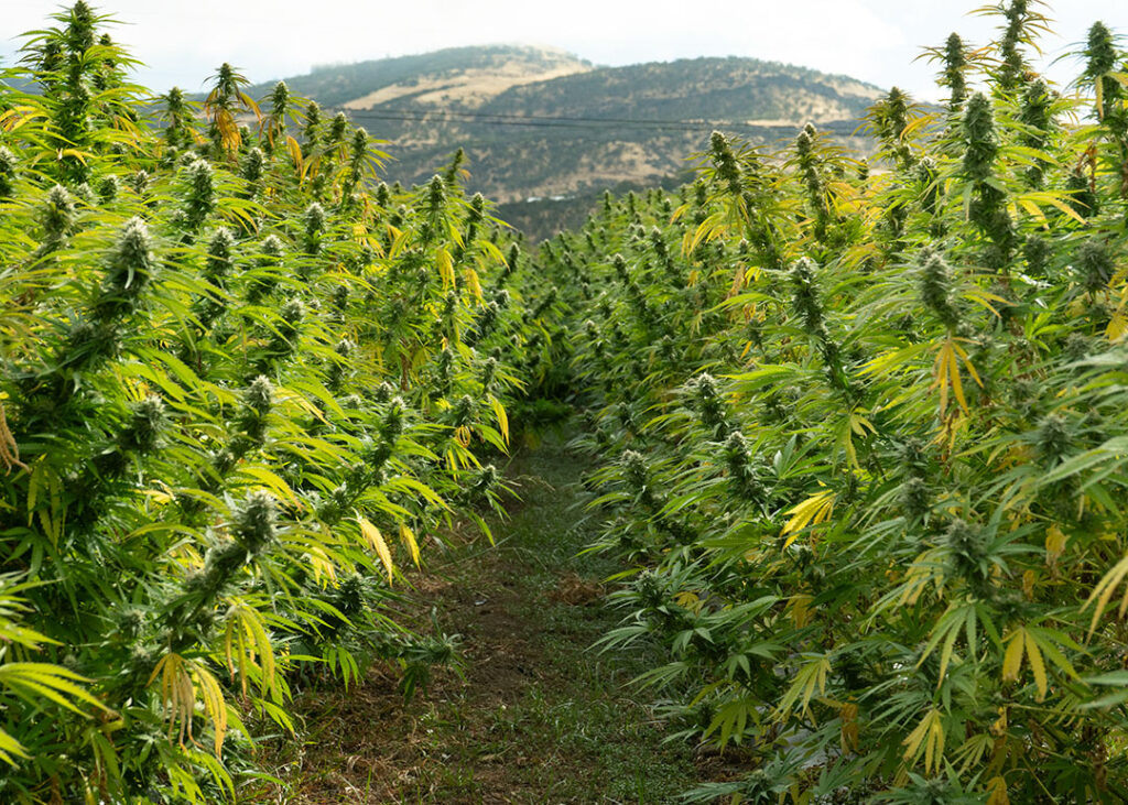 critical berries cbd flower fresh in field