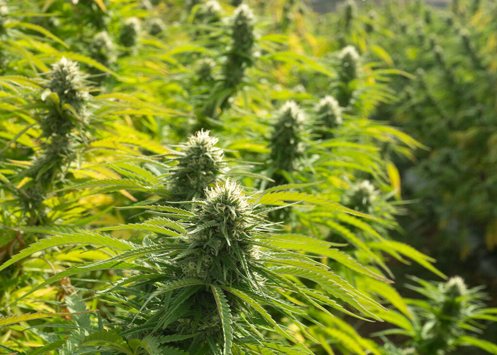 critical berries cbd flower fresh in field