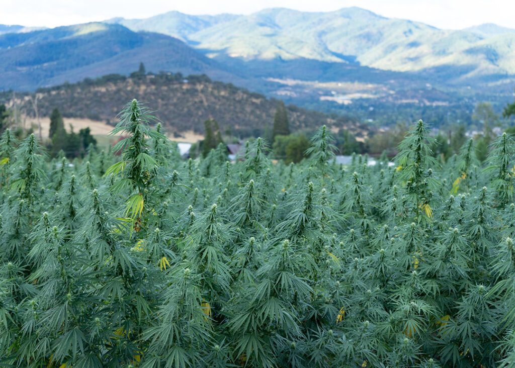 CBDV Hemp flower forbidden V