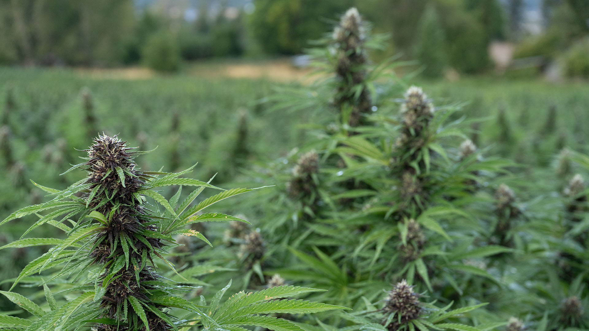 fvf hemp flowers legendary platinum og