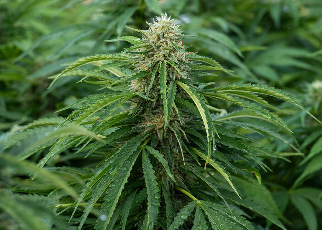 lemon octane cbd flower fresh in field