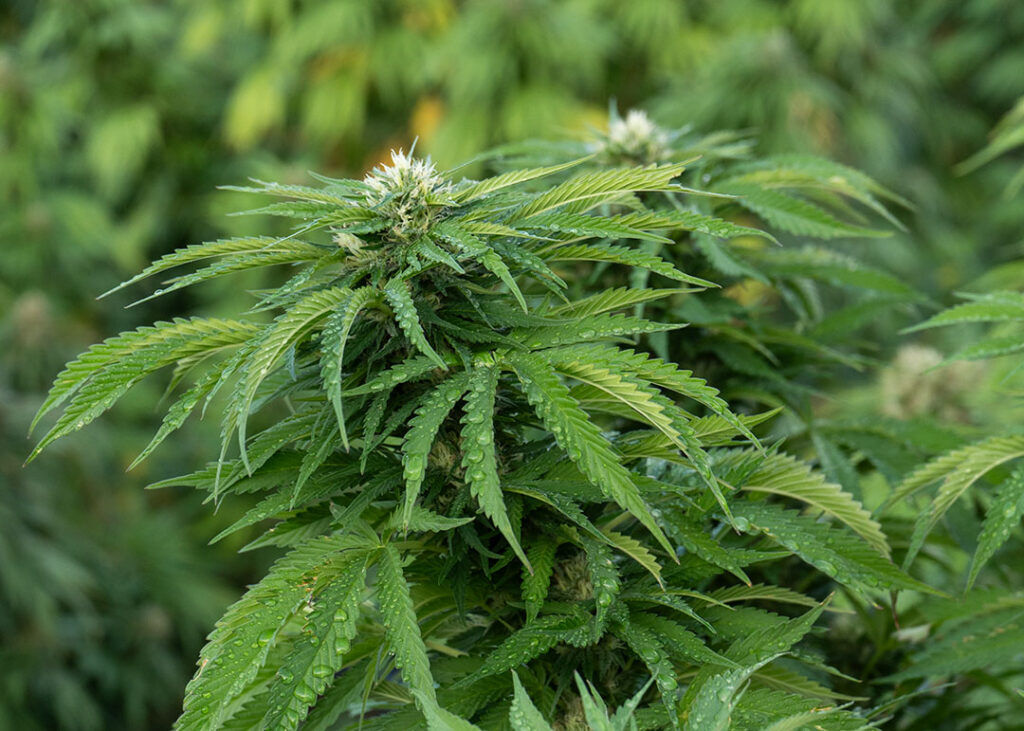 lemon octane cbd flower fresh in field