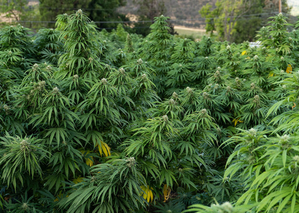 lemon octane cbd flower fresh in field