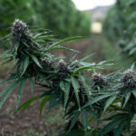 legendary platinum og cbd hemp flower fresh harvest first looks