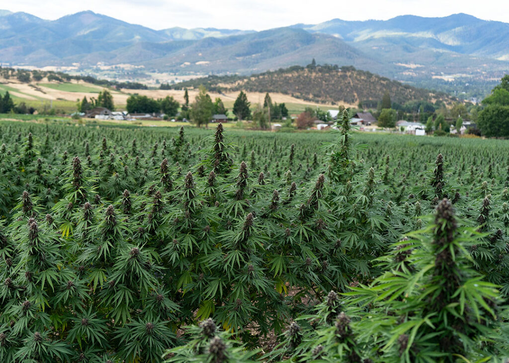legendary platinum og fresh cbd hemp flower in the field