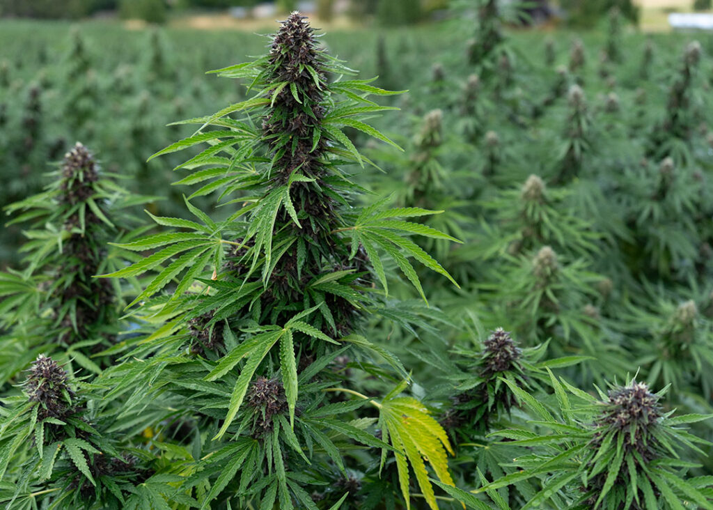 cbd hemp flower legendary platinum og