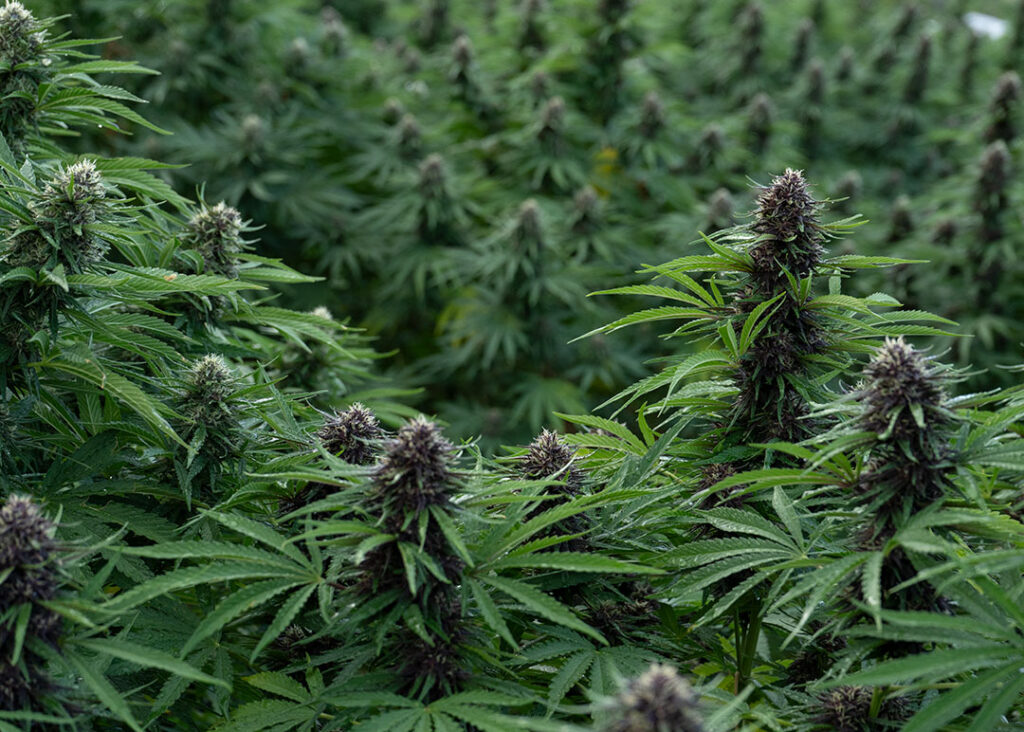 cbd hemp flower legendary platinum og