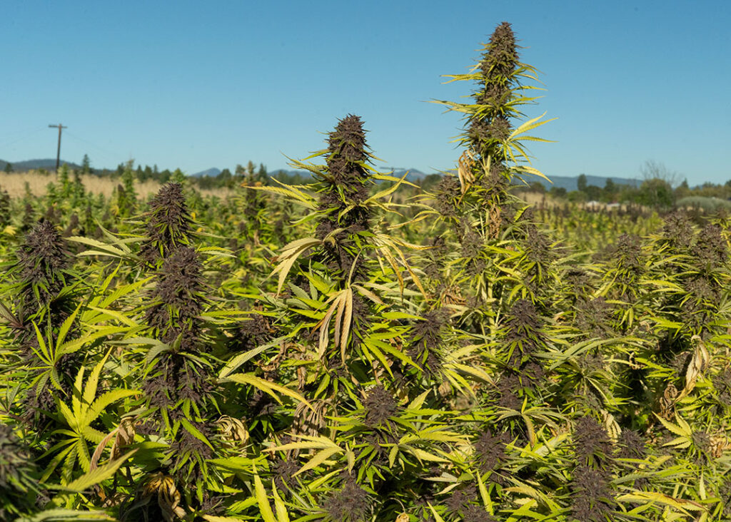 cbd hemp flower orange fritter