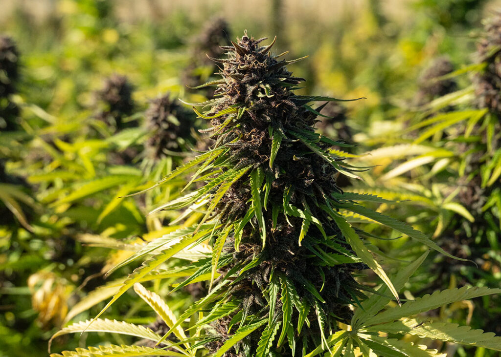 cbd hemp flower orange fritter