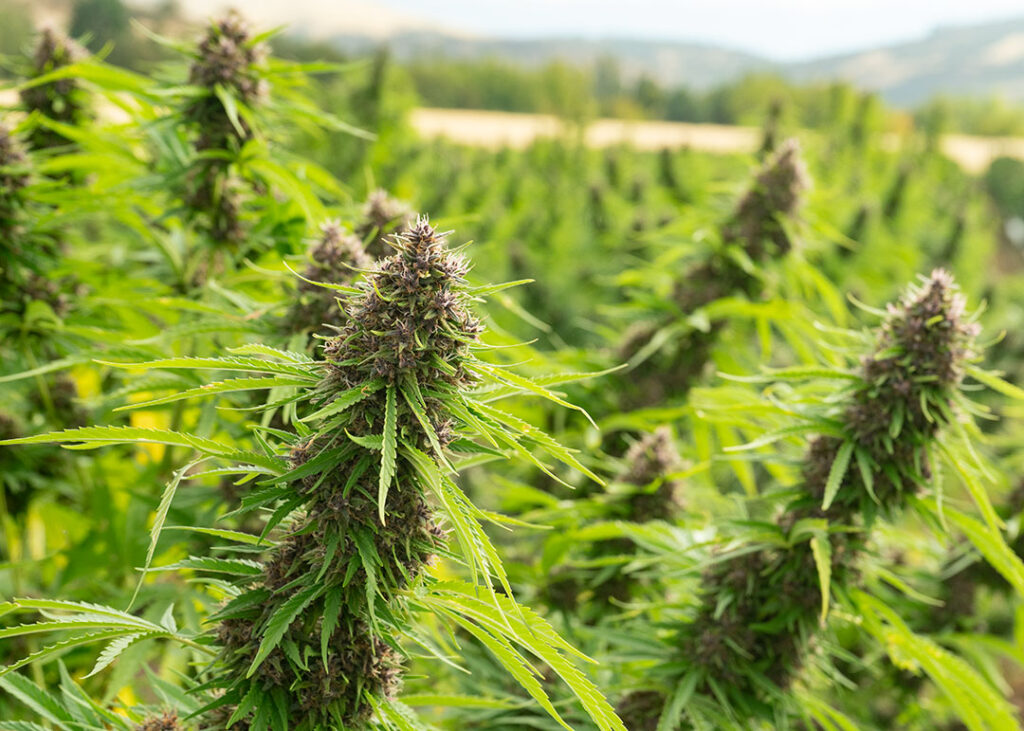 pink pineapple cbd flower