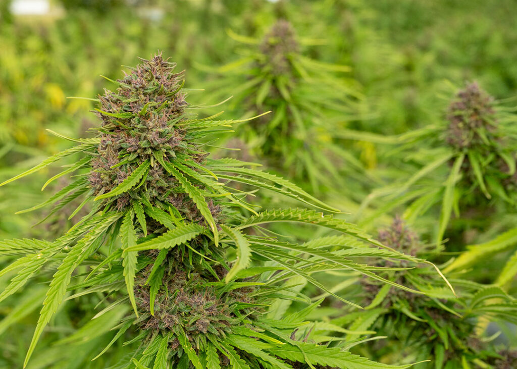 pink pineapple cbd flower