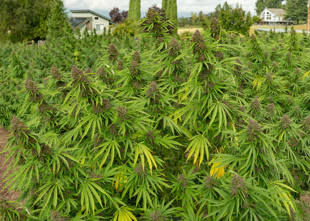 pink pineapple cbd flower