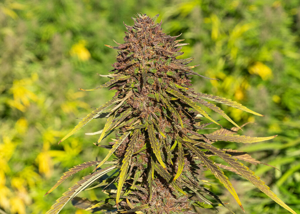 cbd hemp flower rainbow sherbet