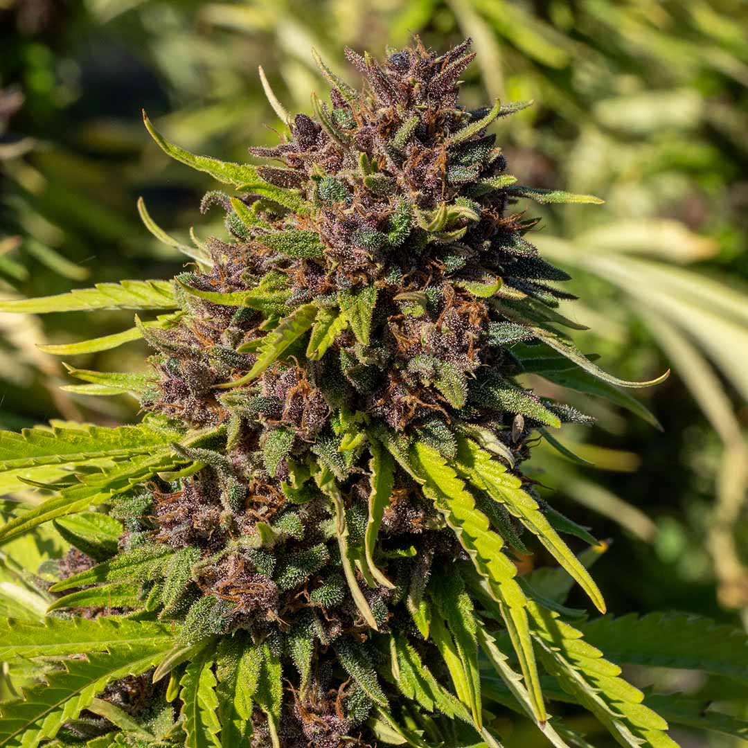 orange fritter cbd flower fresh in the field