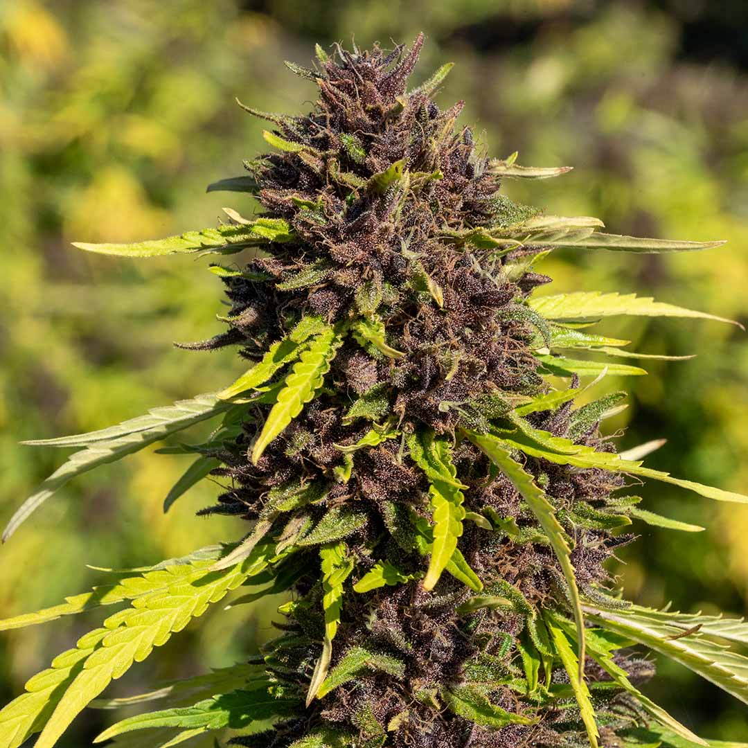 orange fritter cbd flower fresh in the field