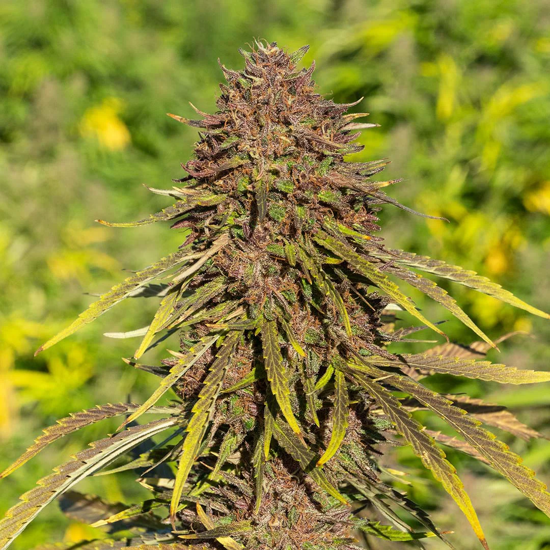 Rainbow Sherbet | Delta 8 Flower - Fern Valley Farms