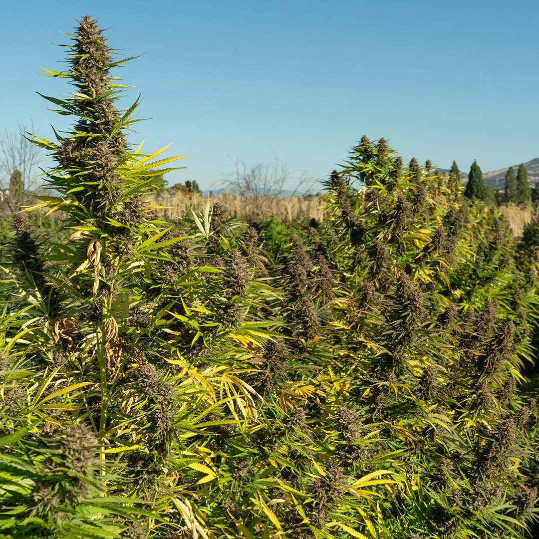 rainbow sherbet cbd flower fresh in the field