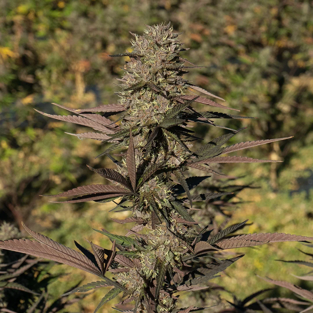 blueberry diesel cbd flower fresh in the field