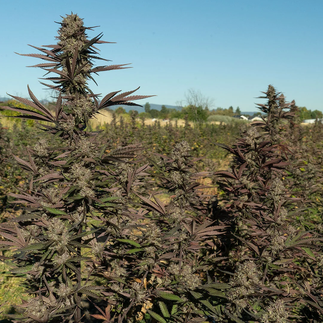 blueberry diesel cbd flower fresh in the field