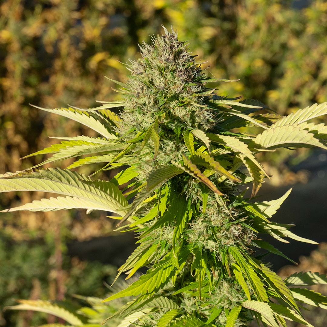 Strawberry Diesel CBD Flower | Fern Valley Farms