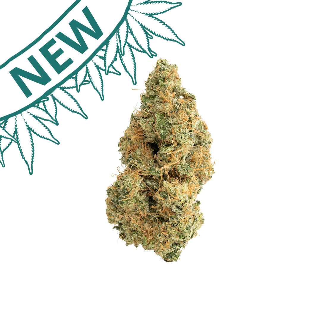 black maple indoor grown thca flower hand trimmed bud new